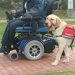 guide dogs, seniors, aging, baby boomer, senior years, vision problems, mobility problems, dog guides, guide dogs for the blind, visually impaired, canadian guide dogs for the blind, cgdb, igdf, international guide dog foundation, nonagenarian, veteran, older, senior citizens, assistance dogs, mobility issues, walkers, wheelchairs, canes, service dogs,